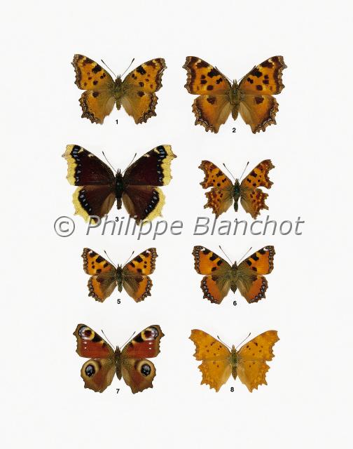 papillons 11.JPG - in "Le Guide Entomologique"Patrice Leraut et Philippe BlanchotEds Delachaux & Niestlé 2003Lépidoptères Rhopalocères1 Nymphalis polychloros (Linné), La Grande tortue, Nymphalidae2 Nymphalis xanthomelas (Esper), La Tortue à pattes jaunes, Nymphalidae3 Nymphalis antiopa (Linné), Le Morio, Nymphalidae4 Polygonia c-album (Linné), Le Robert le diable, Nymphalidae5 Aglais urticae urticae (Linné), La Petite tortue, Nymphalidae6 Aglais urticae ichnusa (Hübner), La Petite tortue corse, Nymphalidae7 Inachis io (Linné), Le Paon du jour, Nymphalidae8 Polygonia egea (Cramer), La Vanesse des pariétaires, Nymphalidae